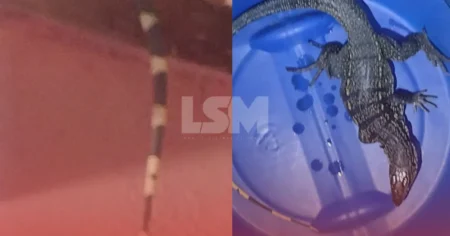 GEDAM atende ocorrência e encontra lagarto teiú em residência no Barroco