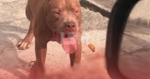 Moradores denunciam ataques de cães soltos em São José do Imbassaí e temem pela segurança