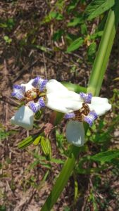 Saquarema entra no top 10 de sustentabilidade