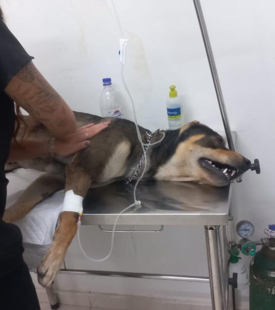 Cachorro morre após ataque de abelhas em Inoã