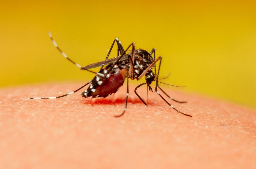 SUS passa a oferecer medicamento contra malária para crianças e Brasil se torna o primeiro país a liberar o tratamento