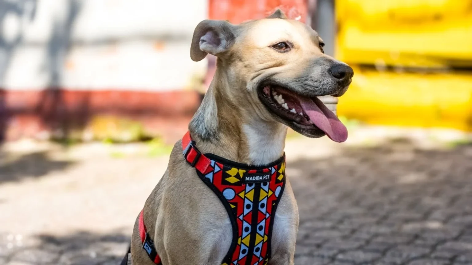 Prefeitura de Maricá realiza Castração Solidária para cães e gatos neste sábado