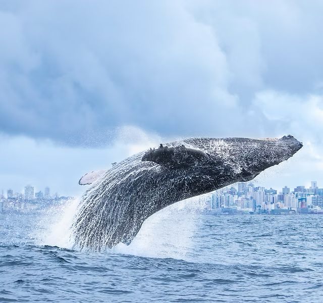 Inea propõe corredor ecológico marinho para proteger baleias-jubarte entre Guaratiba e Maricá