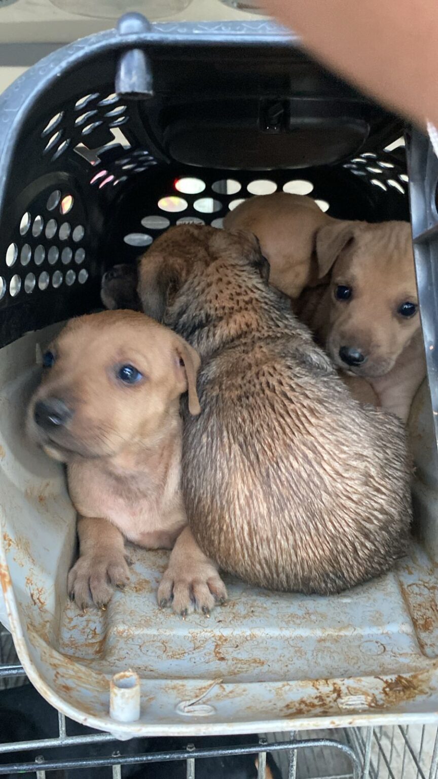 Maricá: Filhotes são resgatados entre pedras em canal após operação com bombeiros Foto: Divulgação
