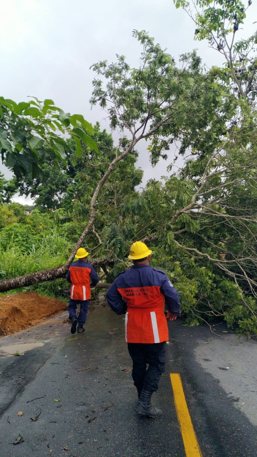 Temporal: Árvore cai após temporal e interdita rua em São José do Imbassaí em Maricá Foto: Defesa Civil de Maricá