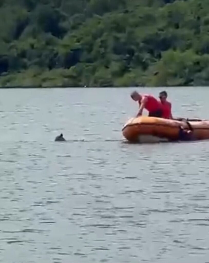 Defesa Civil resgata grupo que tentava atravessar lagoa a nado em Maricá Foto: Reprodução