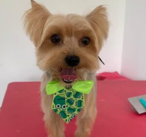 Procura-se Apólo: Yorkshire foge de casa no Jardim Atlântico e mobiliza família de Itaipuaçu