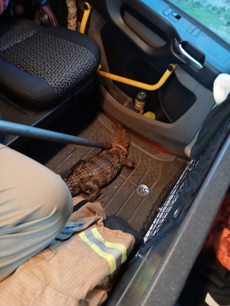 Jacaré é encontrado na entrada de casa e assusta moradores em Maricá