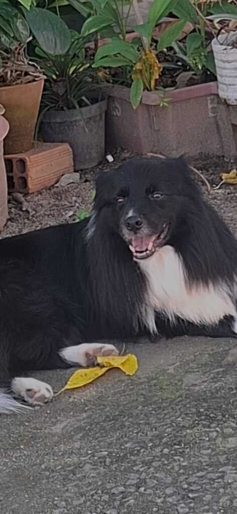 Família busca por Mano, cão de Itaipuaçu que desapareceu após fugir de casa nos Cajueiros