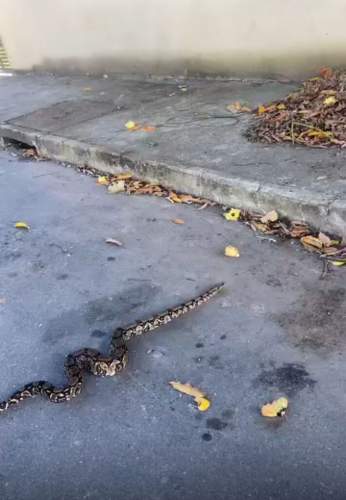 Jibóia é encontrada próxima a terreno baldio em Chácara de Inoã