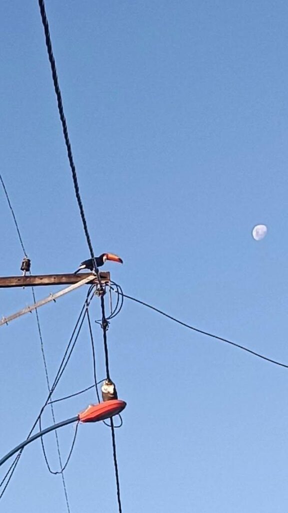 Tucano surpreende moradores em rua de São José do Imbassaí