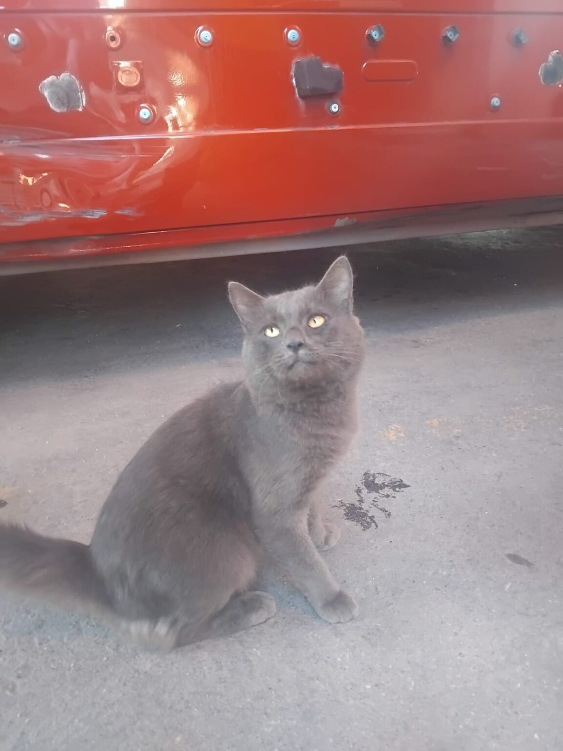 Bombeiros tentam localizar dono de gato que surgiu no destacamento de Maricá