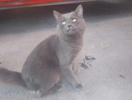 Bombeiros tentam localizar dono de gato que surgiu no destacamento de Maricá