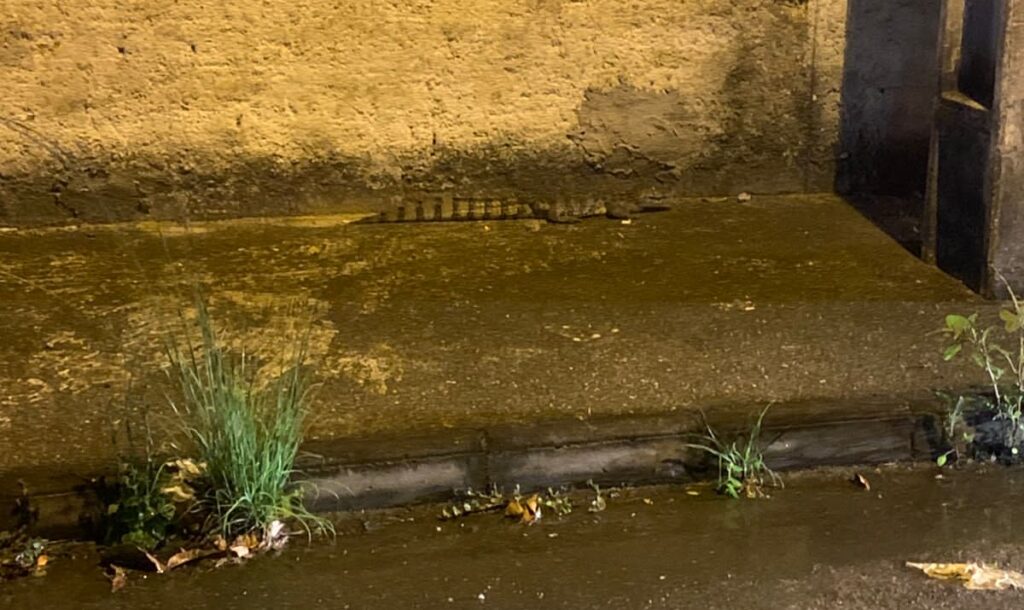 Três jacarés são resgatados em rua de Maricá