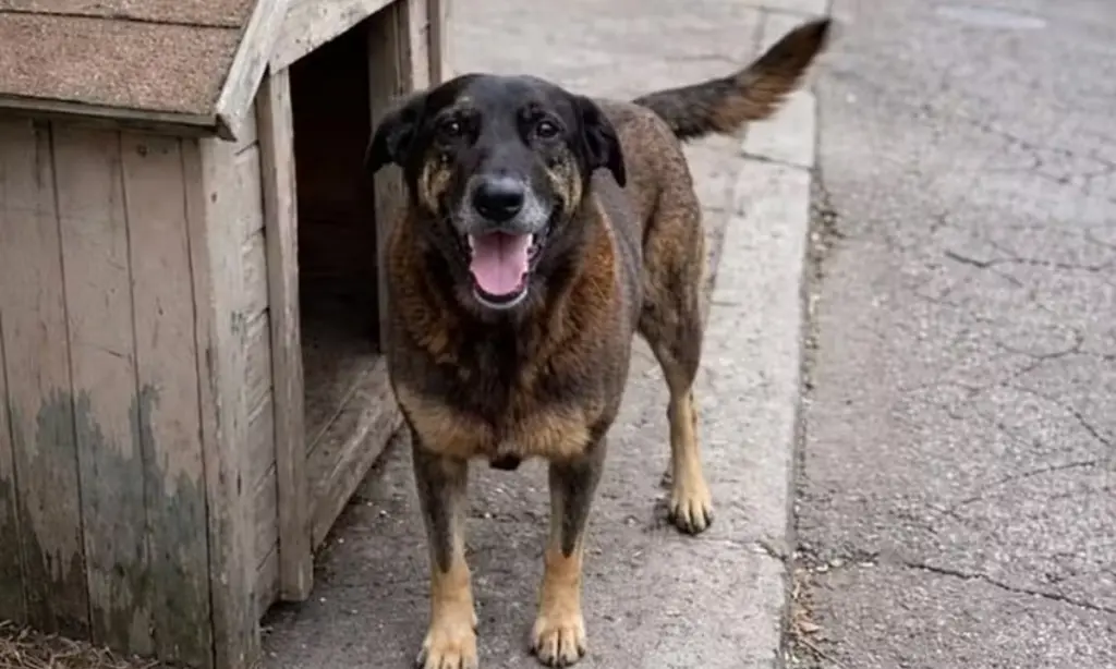 MP diz que cão Orelha não sofreu agressão e que morte ocorreu por doença grave