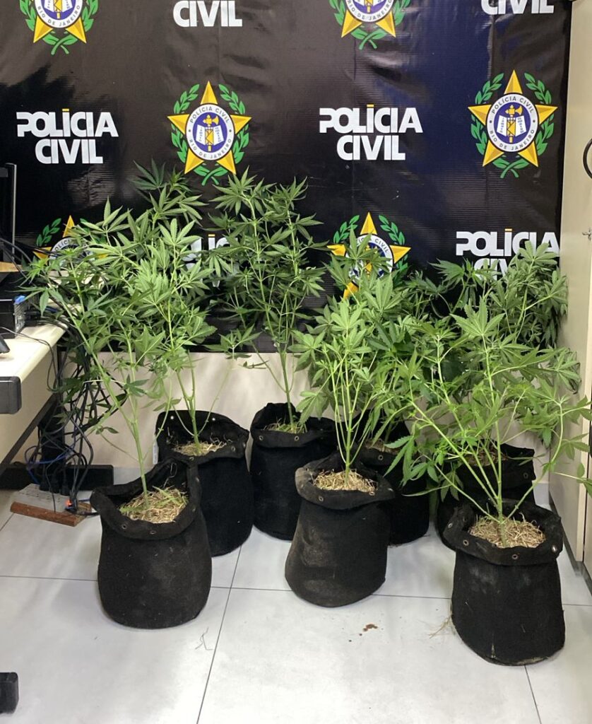 Cabo Frio: Homem é preso após polícia encontrar plantação de maconha e arma em casa de Unamar