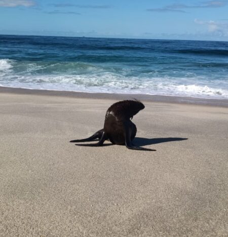 Leão-marinho é flagrado na Praia de Jaconé e chama atenção de moradores