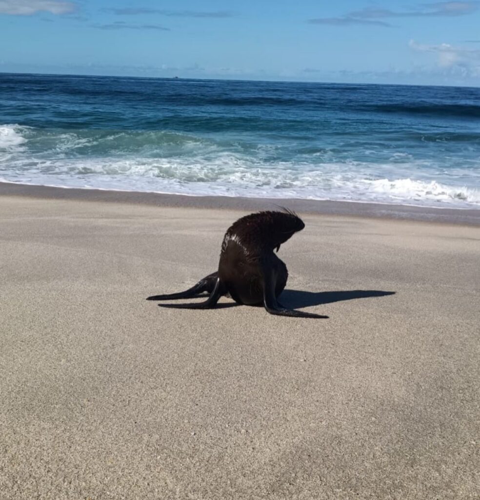 Leão-marinho é flagrado na Praia de Jaconé e chama atenção de moradores