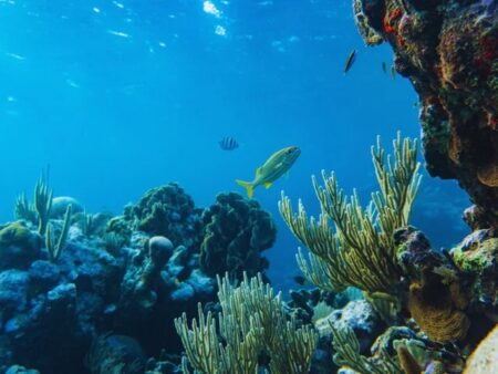 Dia Mundial dos Oceanos: data reforça importância da preservação dos mares para o futuro do planeta