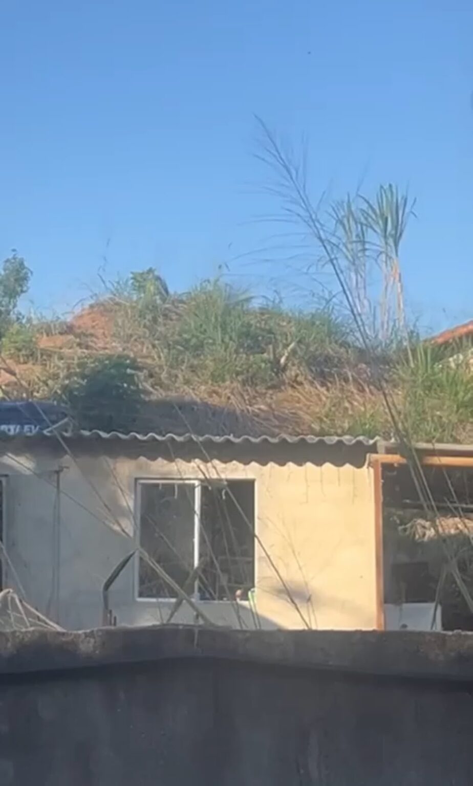 Cadê a onça? Populares divulgam vídeo sobre aparição do felino na Região Central de Maricá