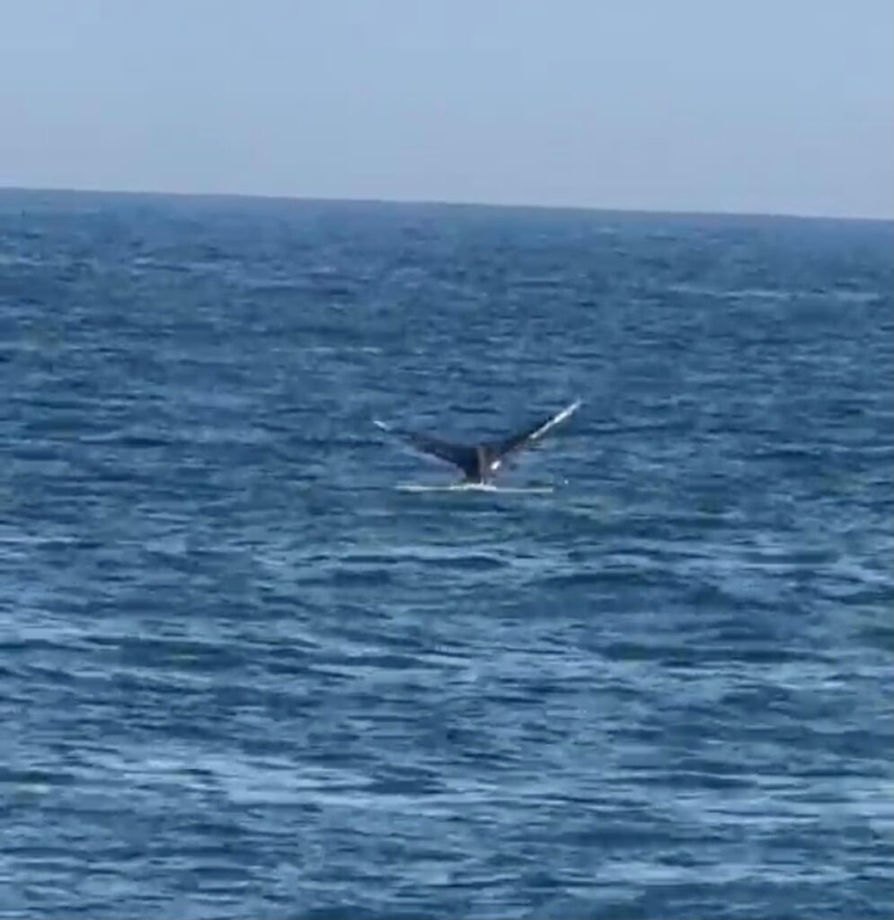 Maricá amanhece com visita ilustre: baleia encanta moradores em Cordeirinho