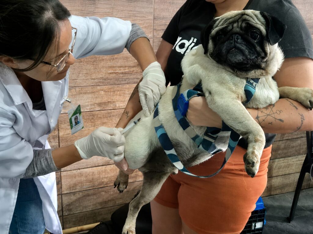 São Gonçalo: Cidade terá vacinação gratuita contra raiva para cães e gatos