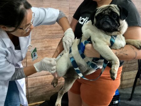 São Gonçalo: Cidade terá vacinação gratuita contra raiva para cães e gatos