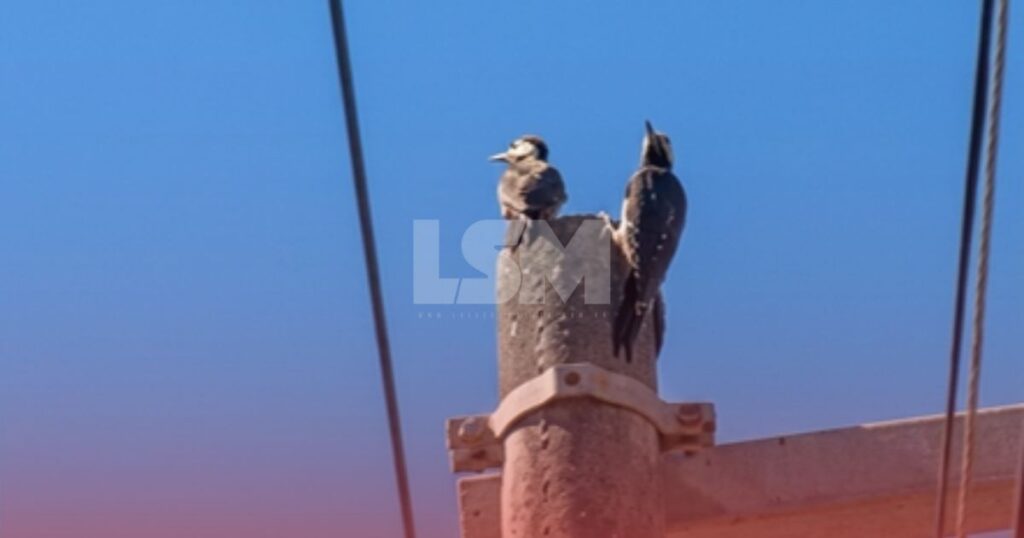 Maricá: Ninho de pica-pau em poste chama atenção de moradores em Itaipuaçu