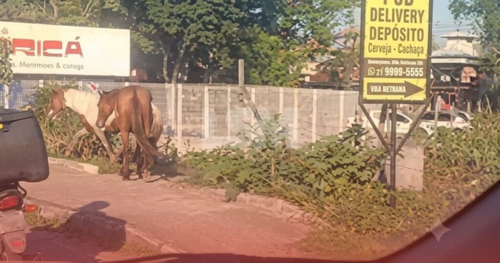 Prevenção: Motociclistas são flagrados retirando cavalos soltos da RJ-106 para evitar acidentes em Maricá