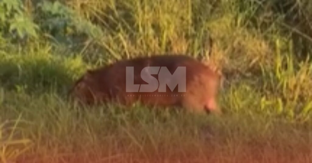 Maricá: Capivara é vista com grande ferimento no bairro do Parque Nanci e moradores pedem resgate dos animais