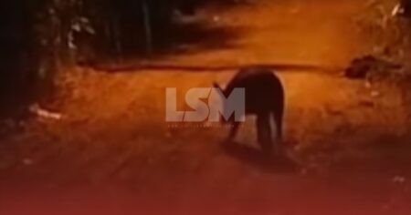 Porco selvagem assusta moradores e é apontado como responsável por ataques no Centro de Maricá