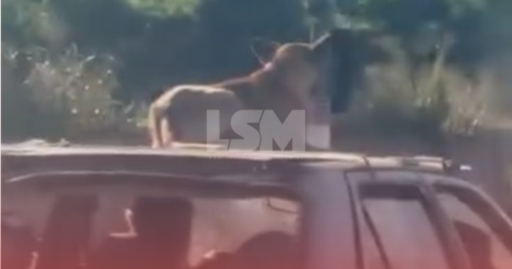 Cachorro viajando no teto do carro é flagrado em Itaipuaçu