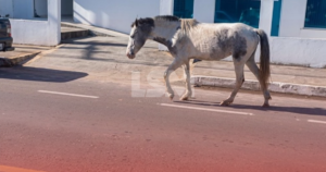 Treze dias após acidente que matou motociclista, Prefeitura de Maricá publica contrato para recolher cavalos soltos