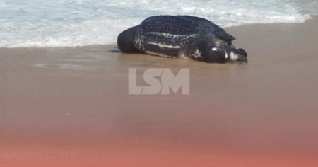 Tartaruga marinha é encontrada morta nas areias da praia de Itaipuaçu
