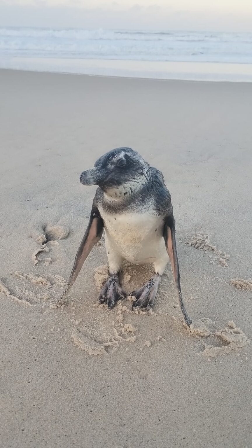 Maricá: Pinguim é encontrado vivo e outro morto na Praia de Ponta Negra
