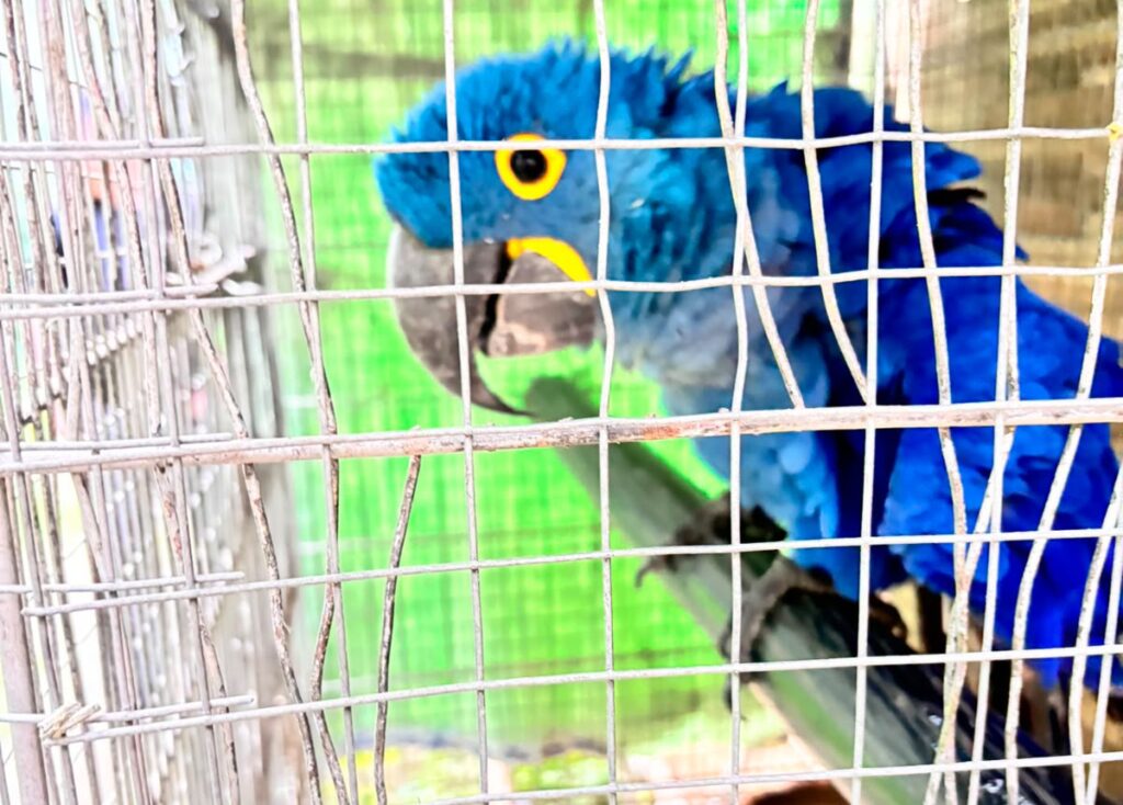 PF prende suspeito e resgata animais silvestres mantidos em cativeiro durante operação em Niterói
