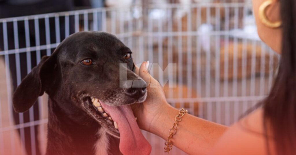 Campanha de adoção de cães e gatos acontece neste sábado em dois pontos de Maricá