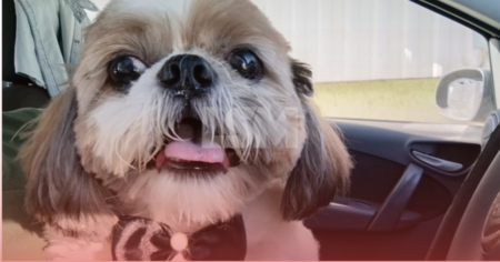 Família de Maricá procura por Romeu, o Shih-tzu desaparecido há dois dias em São José do Imbassaí