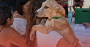 Maricá lança catálogo digital para adoção de cães e gatos