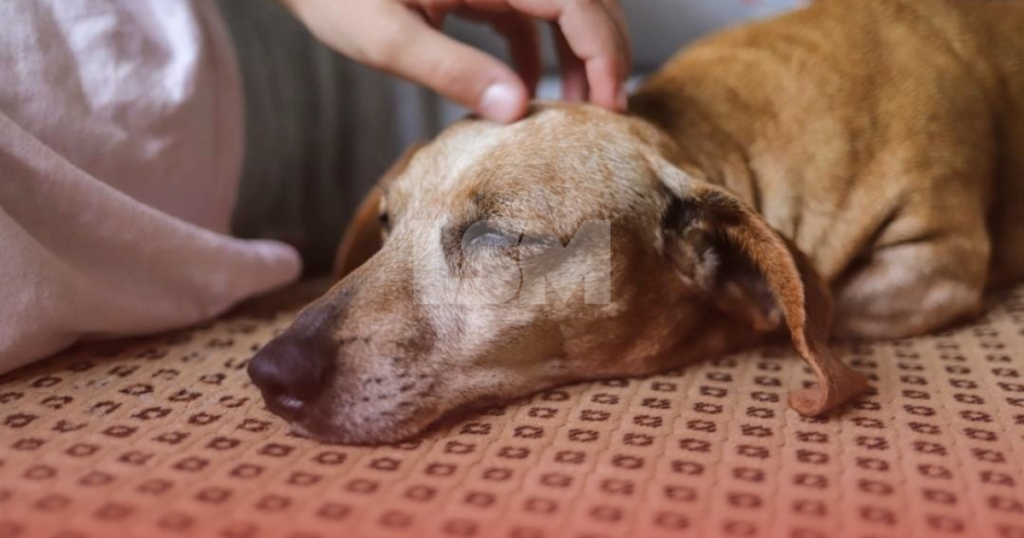 Vereador Tiago Fonseca propõe licença para servidor cuidar de animal de estimação com doença grave