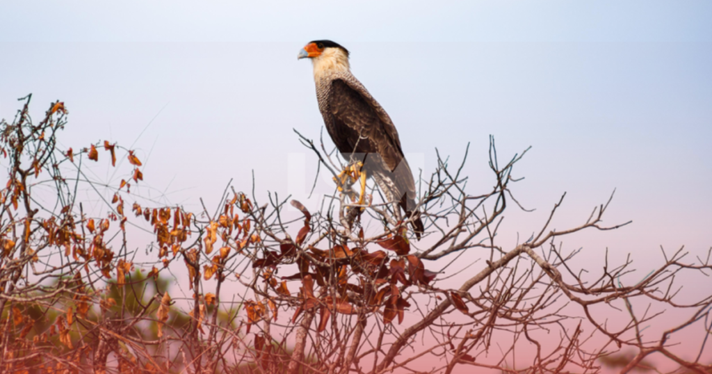 Entenda o que acontece com animais e plantas antes das máquinas avançarem nas obras de MARAEY