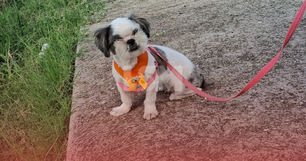 Procura-se por Mel: Cachorrinha Shih-Tzu desaparecida no bairro de Ponte Preta, em Maricá