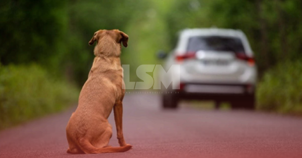 CNH poderá ser suspensa por abandono de animais; entenda nova proposta