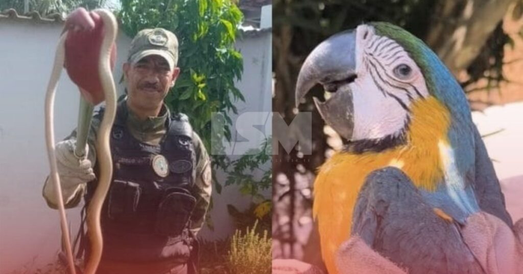 Bicharada solta: Serpente e Arara são resgatadas no mesmo dia no distrito de Itaipuaçu