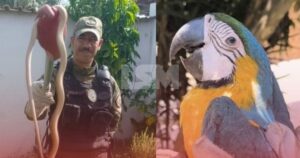 Bicharada solta: Serpente e Arara são resgatadas no mesmo dia no distrito de Itaipuaçu
