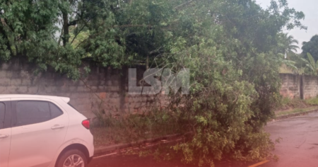 Moradores denunciam árvore caída há mais de uma semana em São José do Imbassaí