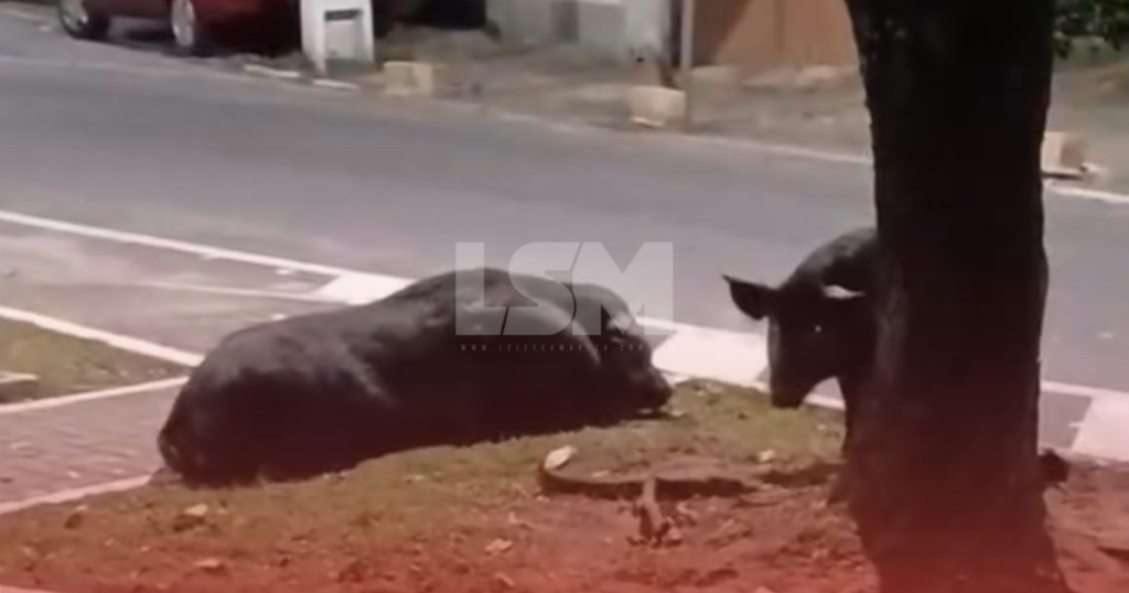Família de porcos é flagrada durante a noite no Centro de Maricá