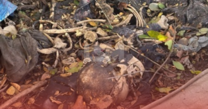 Ossada humana é encontrada em área de mata no Boqueirão, em Maricá