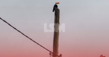 Maricá: Tucano surpreende moradores em rua do bairro de Ponta Grossa