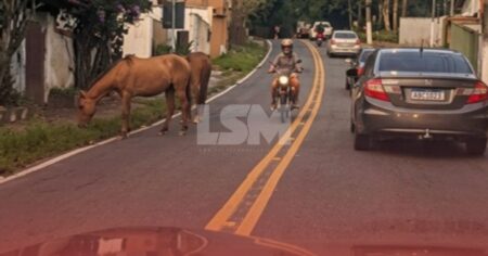 Maricá: Cavalo é flagrado solto na Serrinha de Itaipuaçu-Itaipu e preocupa motoristas